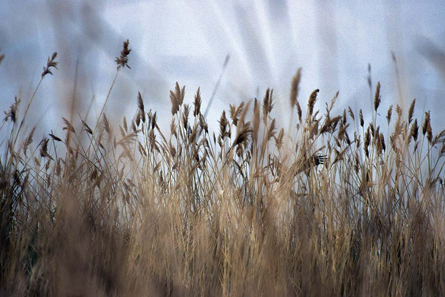 © Robert Hofrichter